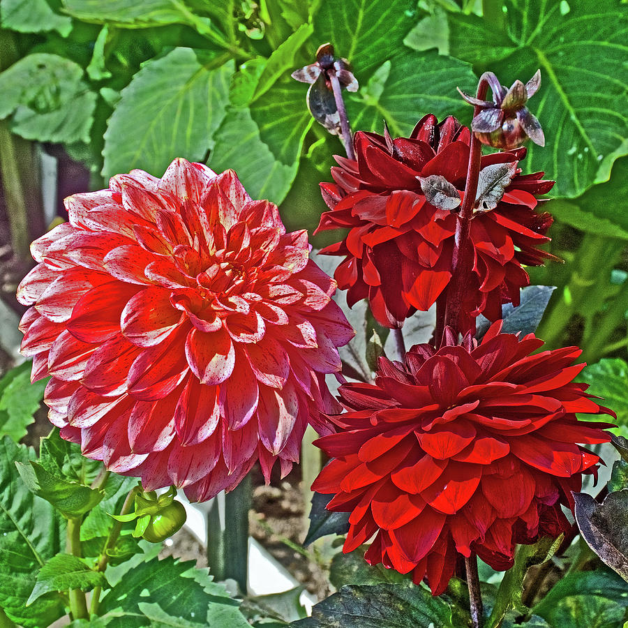 Pink and Burgundy Dahlias in Golden Gate Park in San Francisco, California  Photograph by Ruth Hager