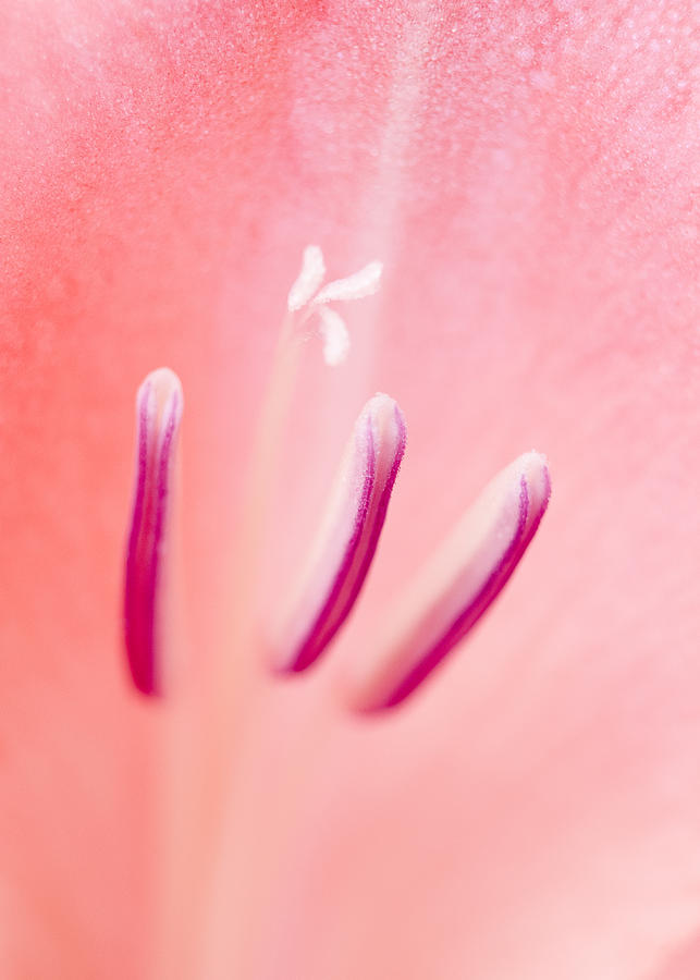 Pink and Close Photograph by Robert Potts