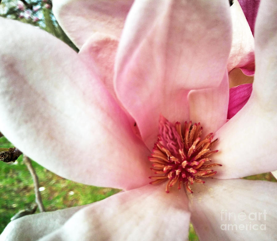 Pink and Cream Spring Photograph by Robert Knight