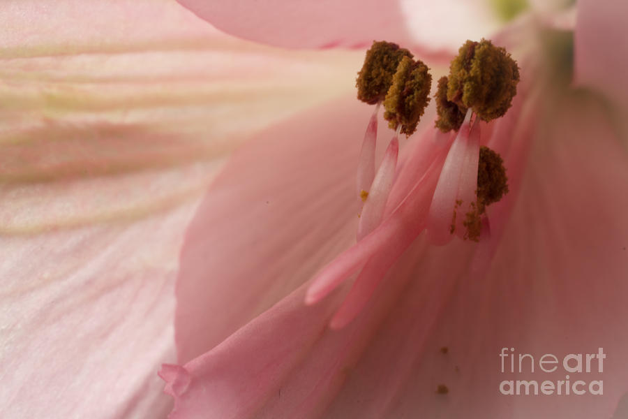Pink And Dainty Photograph
