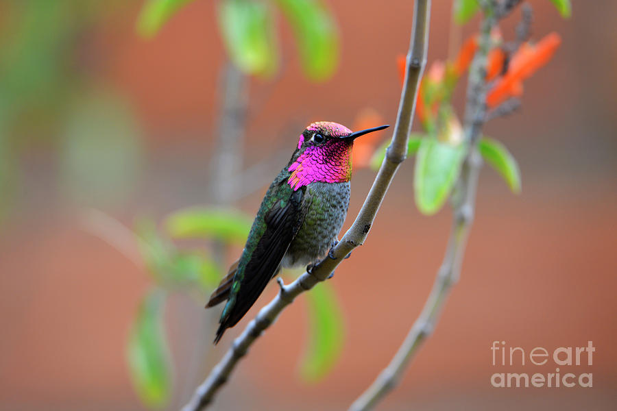 Pink and Gold Annas Hummingbird Photograph by Denise Bruchman
