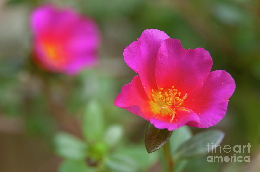 Pink And Gold Portulaca Photograph