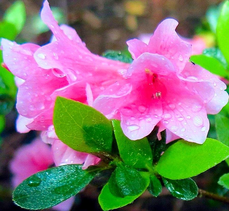 Pink and Green Photograph by Betty Buller Whitehead