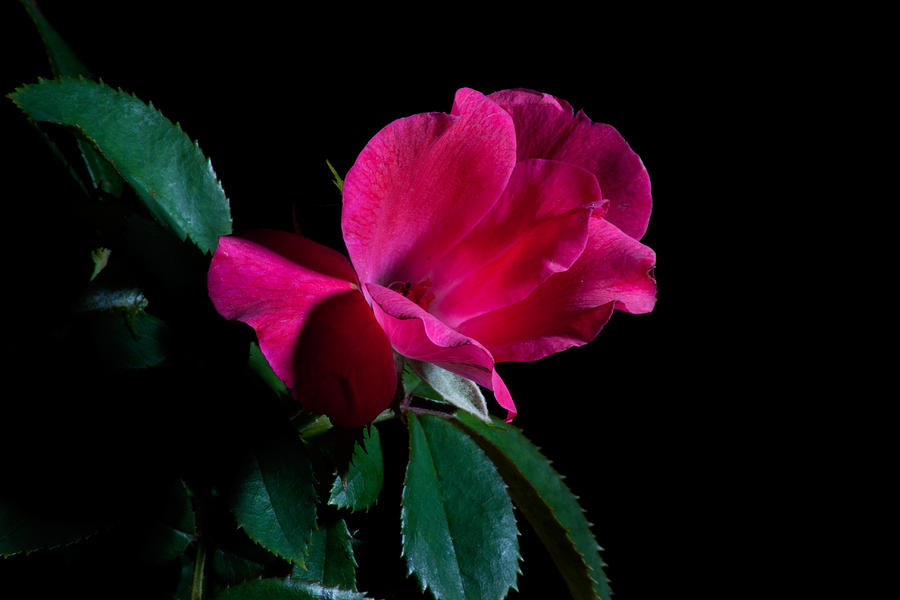 Pink and Green Photograph by Eugene Campbell