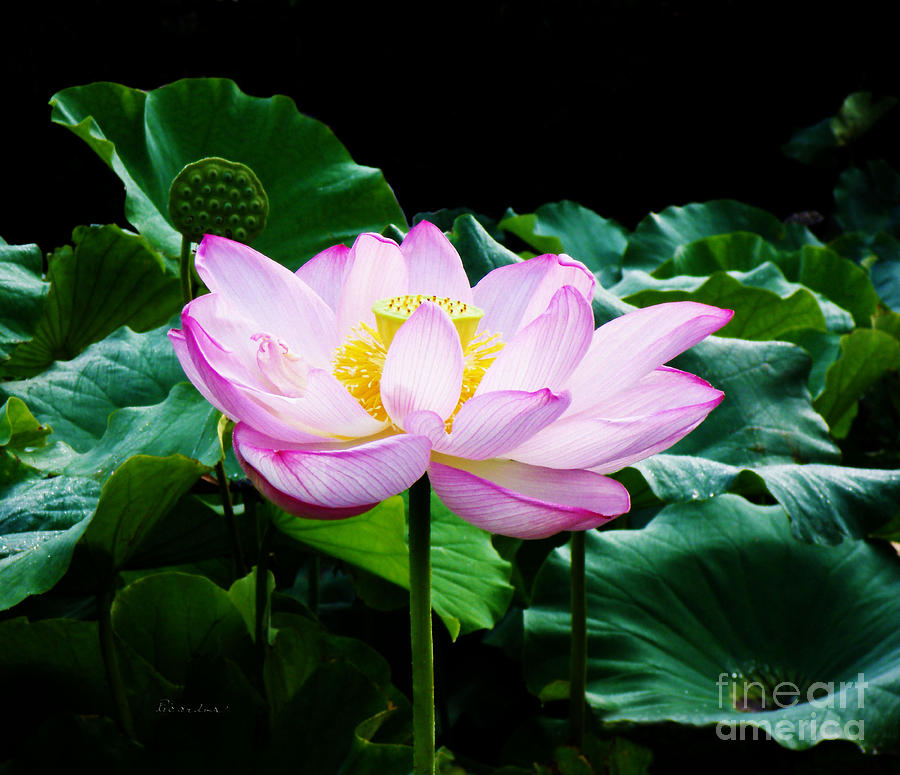 Pink and Green Floral Garden Ballet 11u Lotus Bloom Photograph by Ricardos Creations