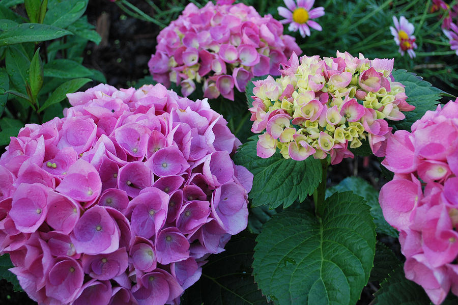 Pink And Green Hydrangea Group Photograph by Christine Oleson