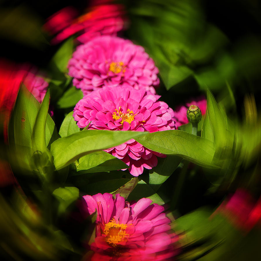 Pink and Green Photograph by Milena Ilieva