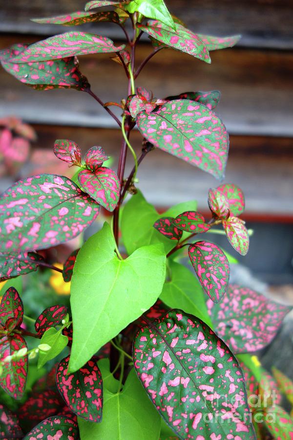 Pink And Green Plants Photograph