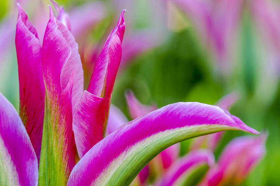 Pink and Green Tulip Petals Photograph by Teri Virbickis