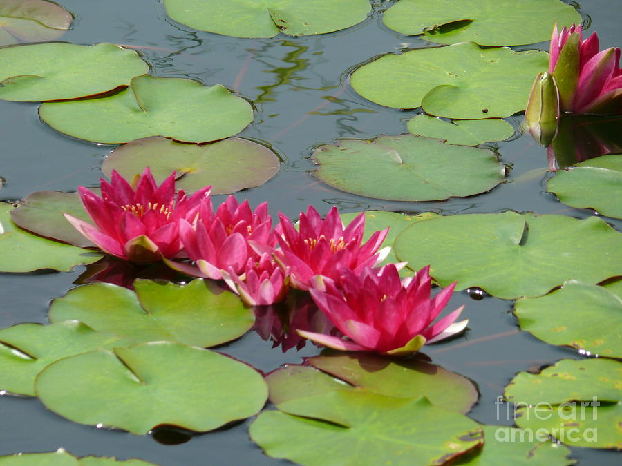 Pink and Green Water Lilies Photograph by Katherine W Morse