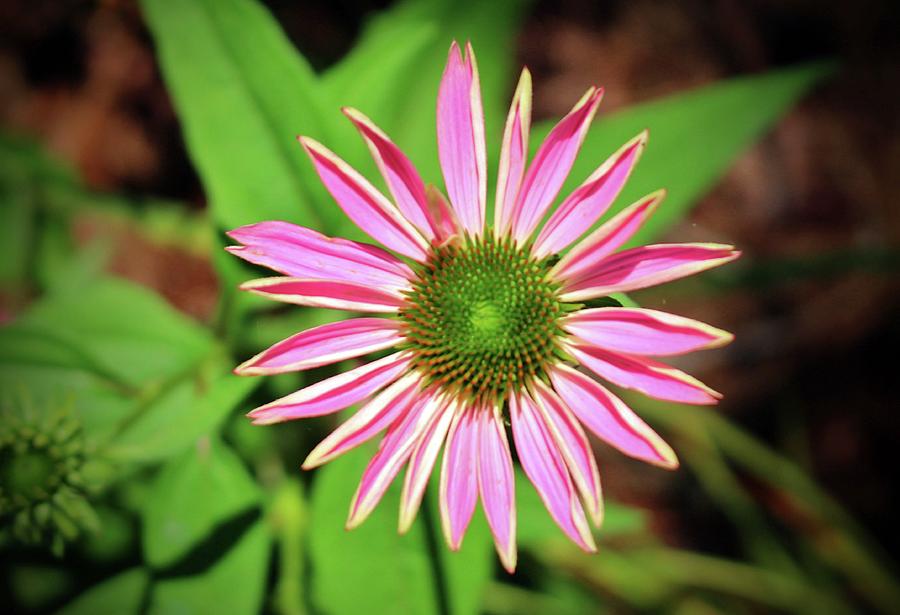 Flower Photograph - Pink And Green Zinnia by Cynthia Guinn