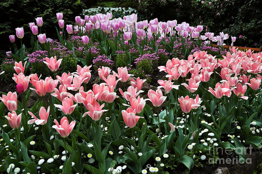 Pink and Mauve Tulips Photograph by Louise Heusinkveld