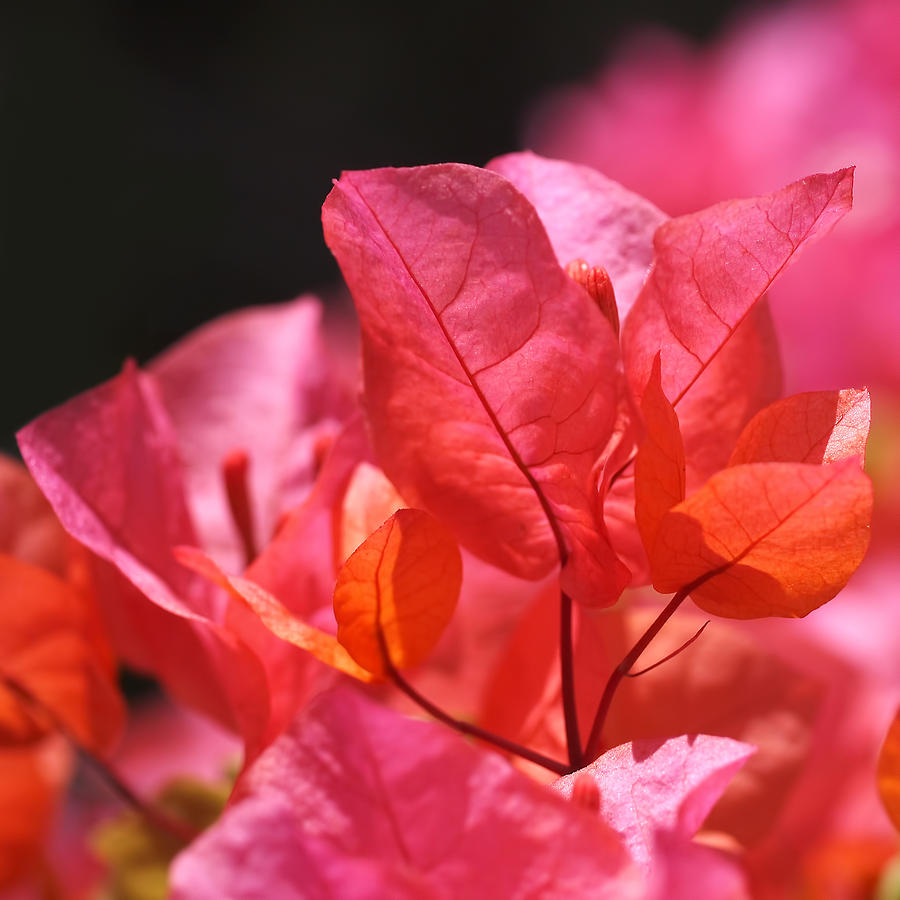 Flower Photograph - Pink and Orange Bougainvillea by Rona Black