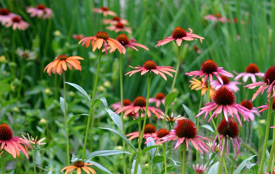 Pink and Orange Enchinacea Photograph by Living Color Photography Lorraine Lynch