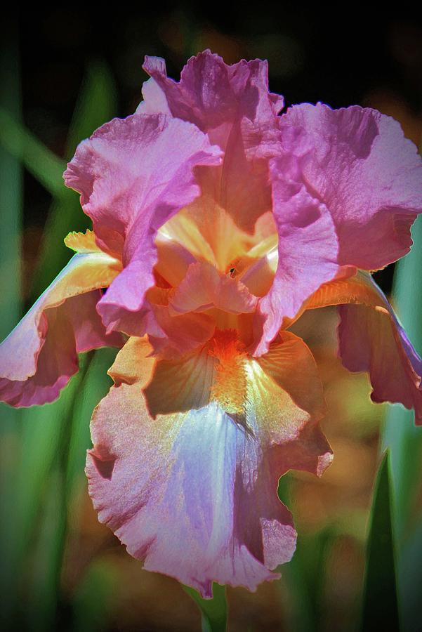 Pink And Orange Iris Photograph by Cynthia Guinn