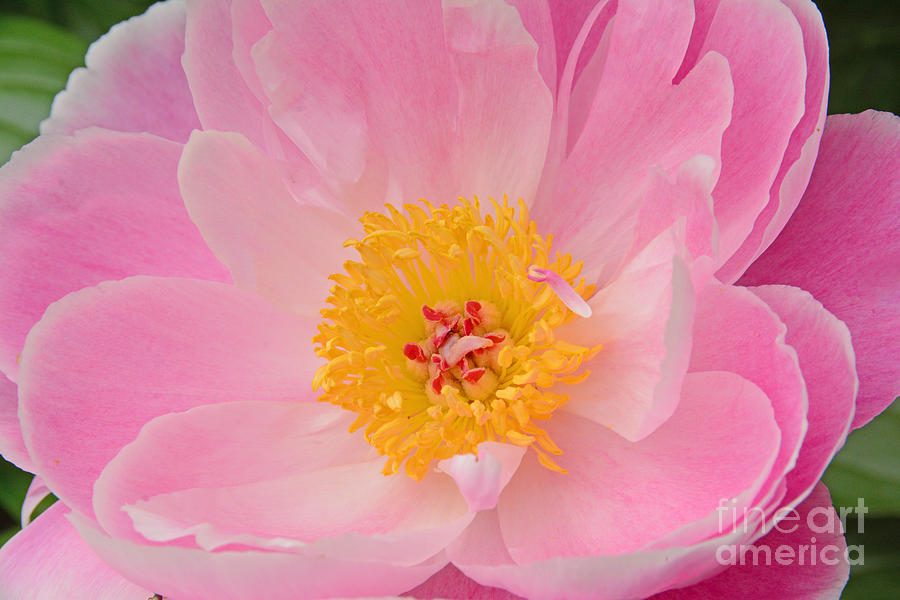 Peony Photograph - Pink and Pretty Peony by Regina Geoghan
