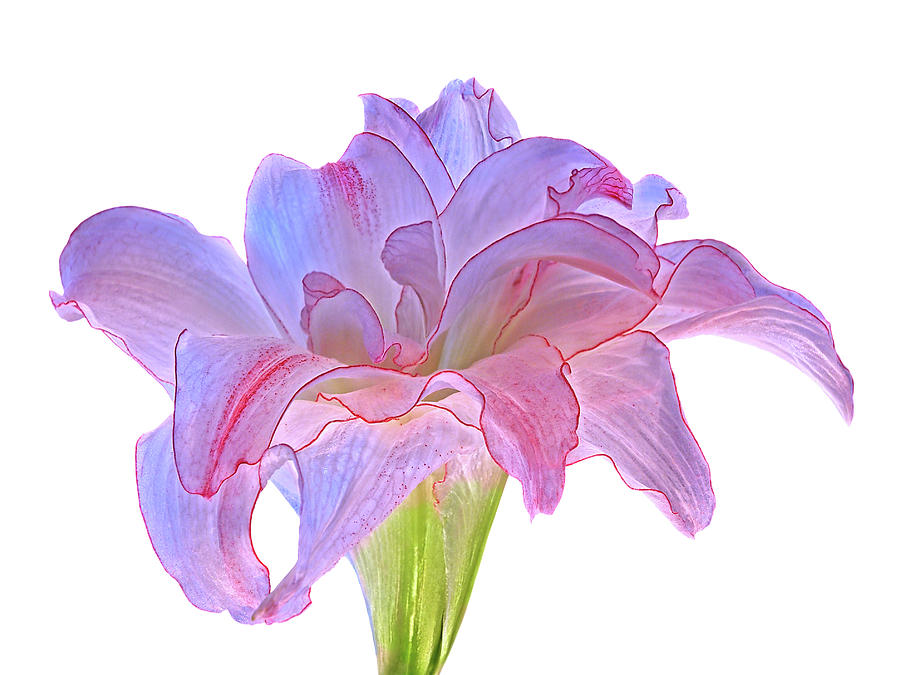 Pink and Purple Amaryllis On White Photograph by Gill Billington