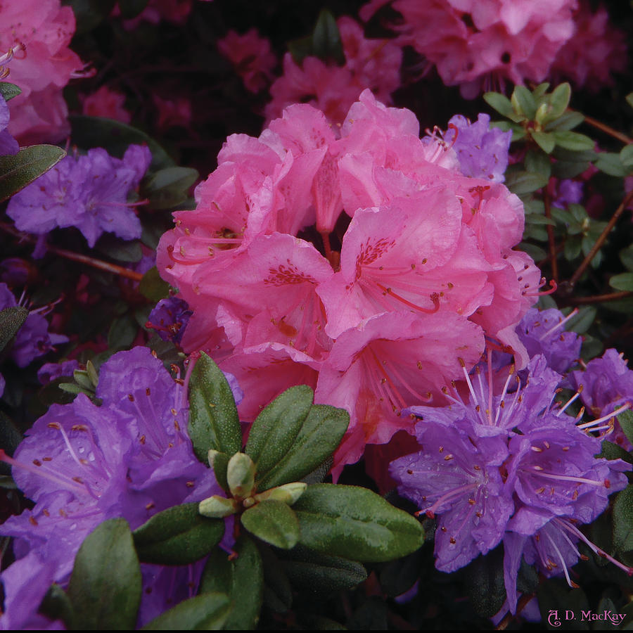 Pink and Purple Blossoms Photograph by Celtic Artist Angela Dawn MacKay