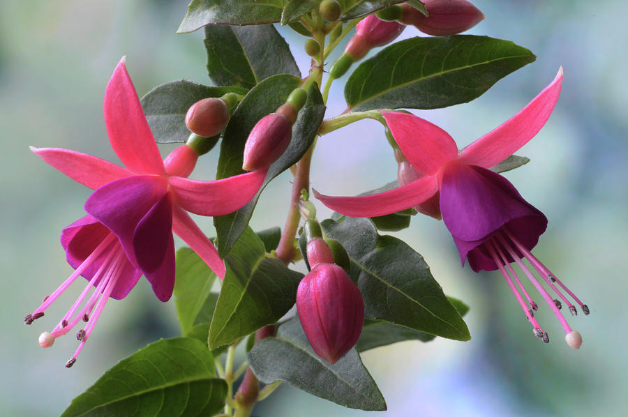 Pink And Purple Fuchsia Photograph by Terence Davis