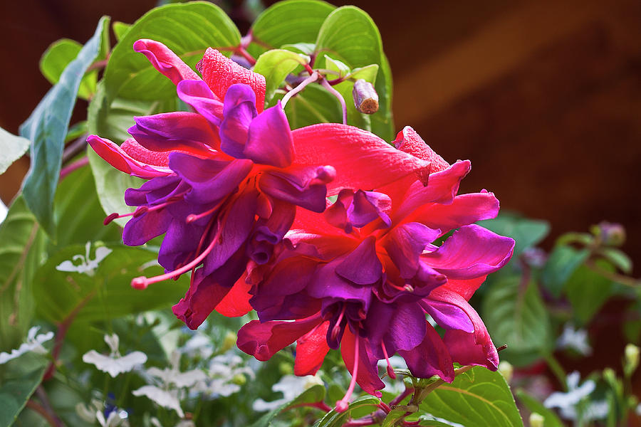 Pink And Purple Fuschia Blossoms Photograph by Sandra Foster