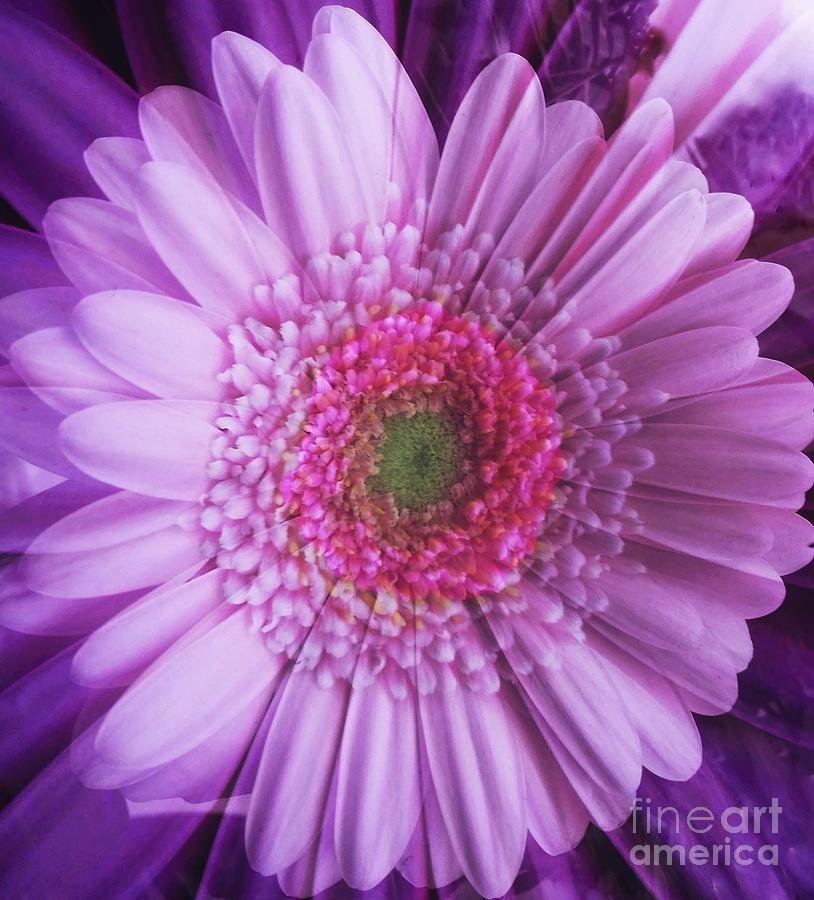 Pink and Purple Gerbera Abstract Photograph by Joan-Violet Stretch