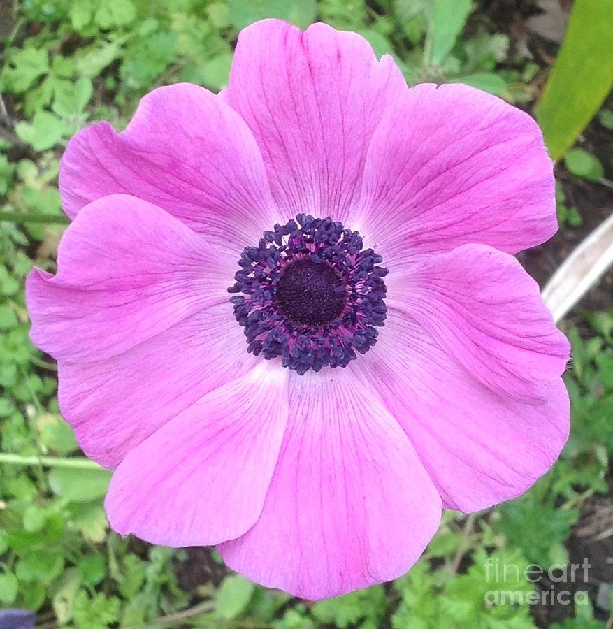 Anemone in Pink and Purple  Photograph by By Divine Light