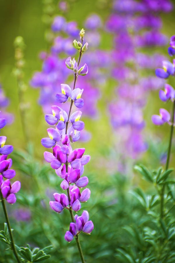 Pink and Purple Lupine Photograph by Lynn Bauer