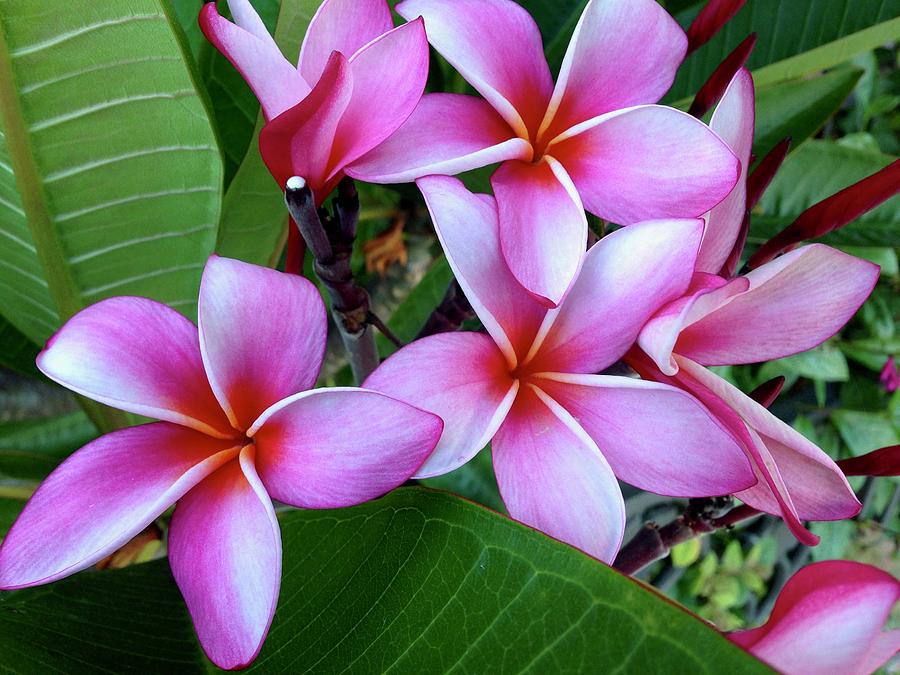 Pink and Purple Plumeria Photograph by Brian Eberly