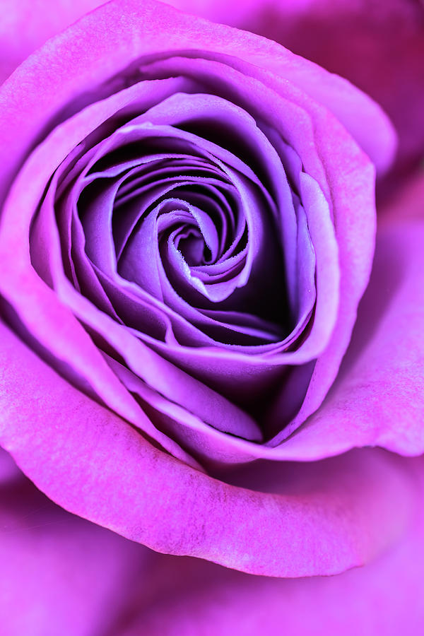 Pink and purple rose spiral Photograph by Vishwanath Bhat