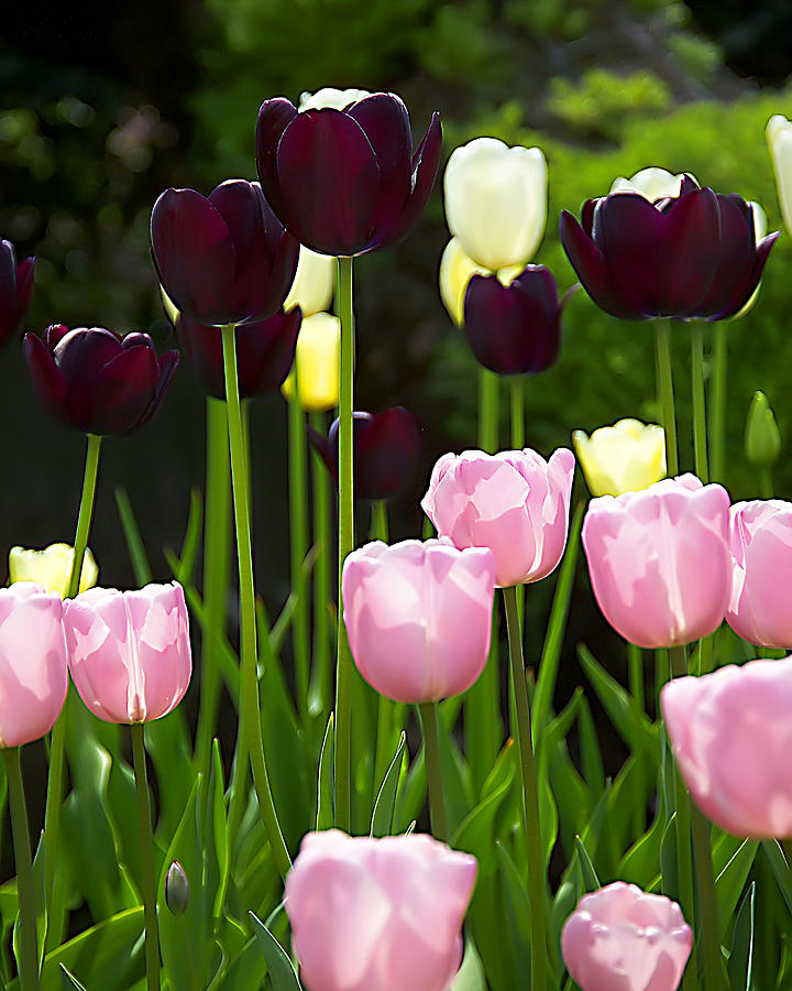 Flower Photograph - Pink and Purple Tulips by Pat Carosone