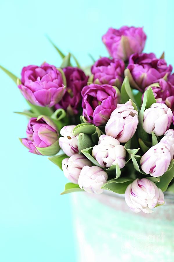 Pink And Purple Tulips Photograph