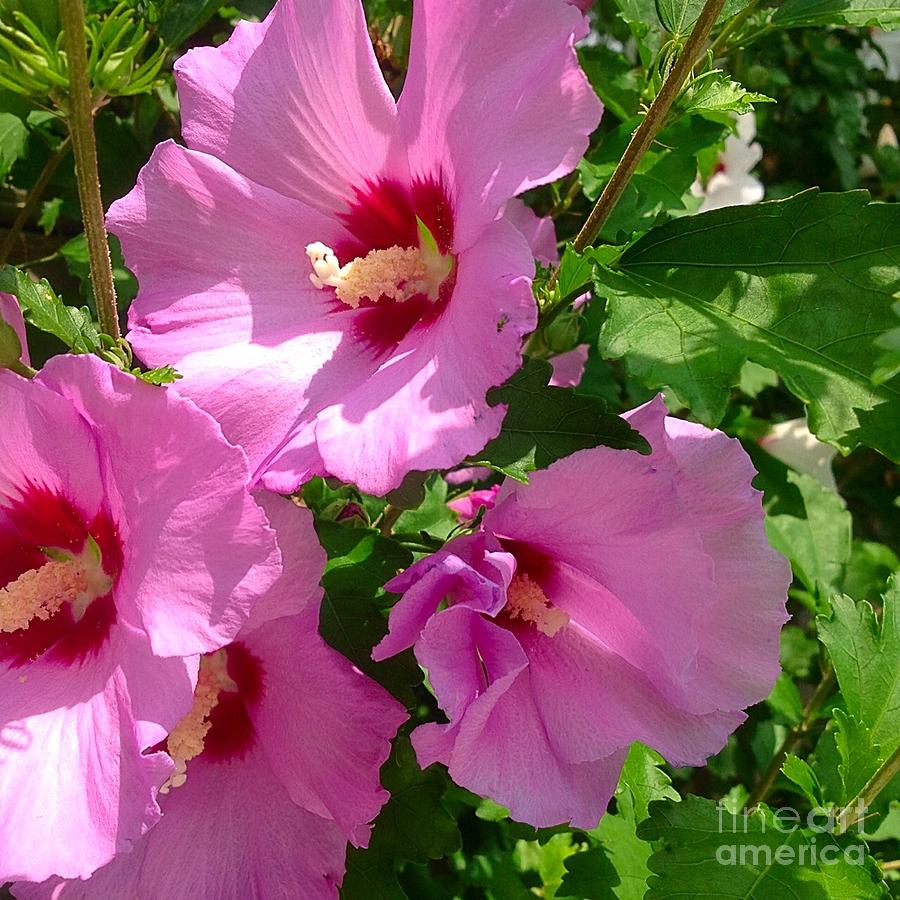 Pink And Red Rose Of Sharon Photograph by Debra Lynch