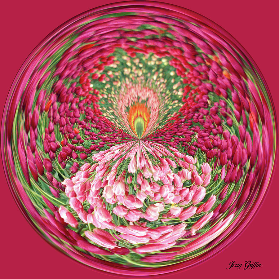 Pink and red Tulips Digital Art by Jerry Griffin