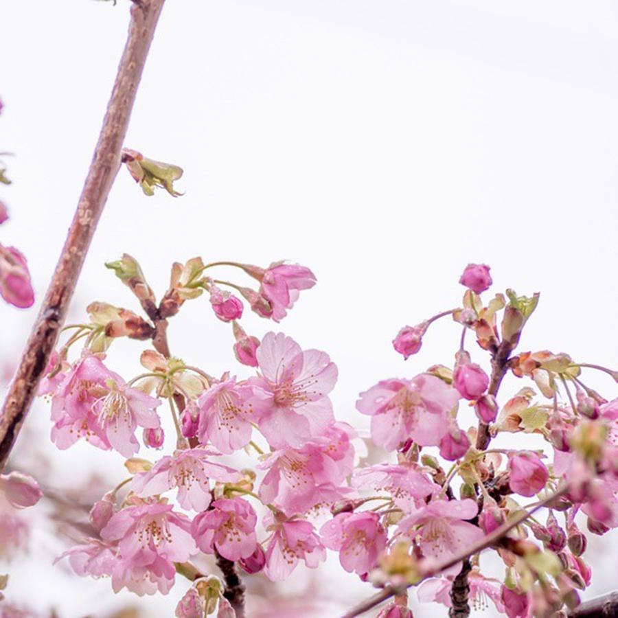 Spring Photograph - Pink And Transparent by Toshinori Inomoto