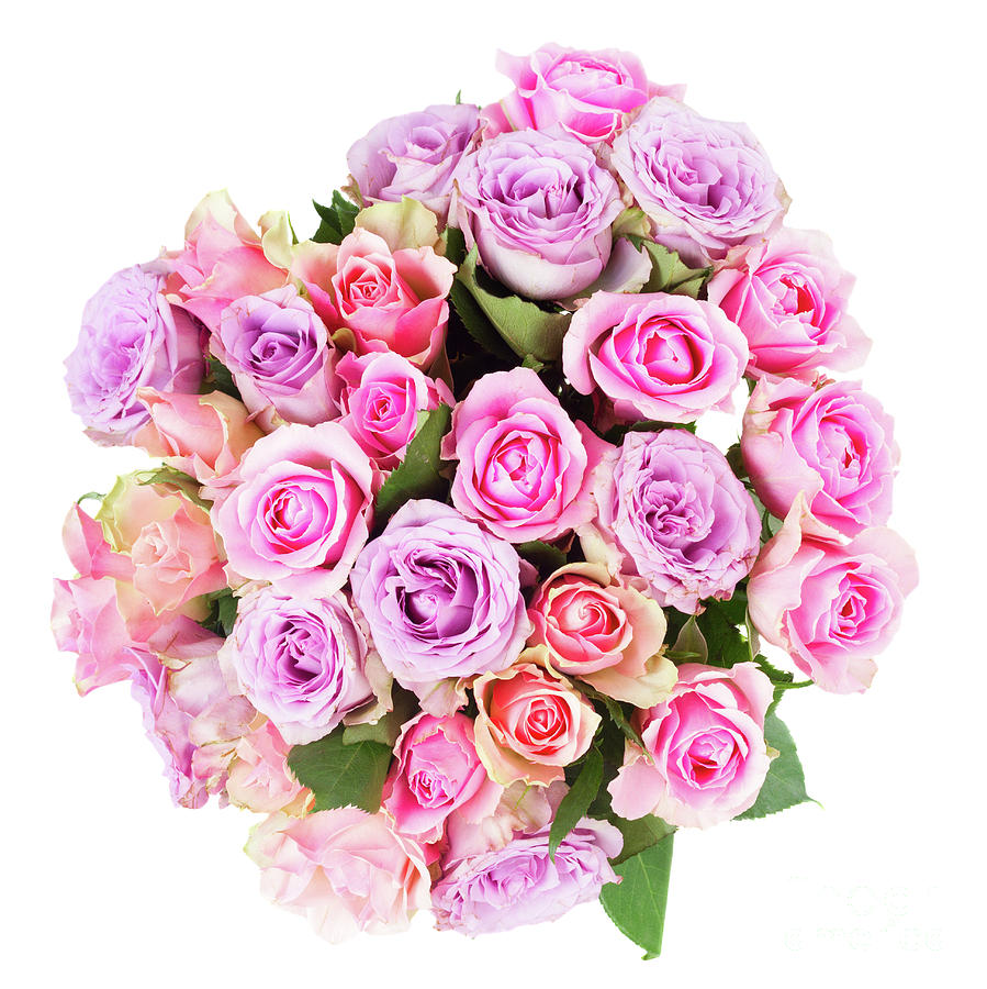 Pink And Violet Roses Photograph