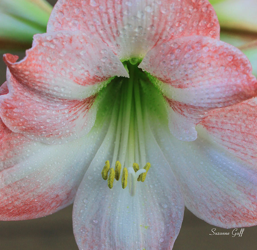 Pink and White Amaryllis Close-up Photograph by Suzanne Gaff - Pixels