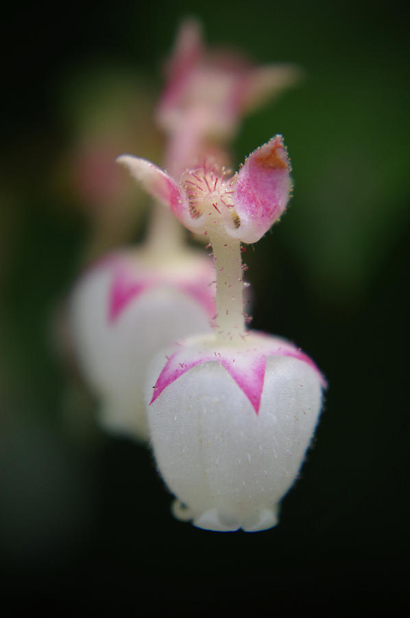 Pink and White Bells Photograph by Adria Trail