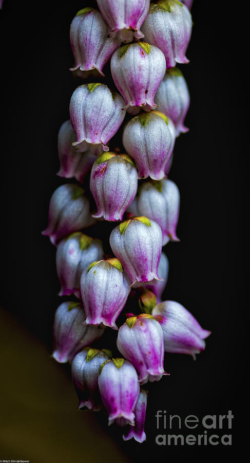 Pink And White Bells Photograph by Mitch Shindelbower