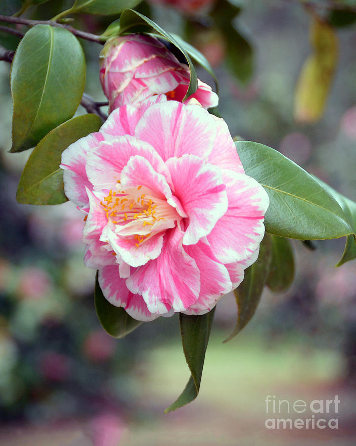Pink And White Camellia Photograph