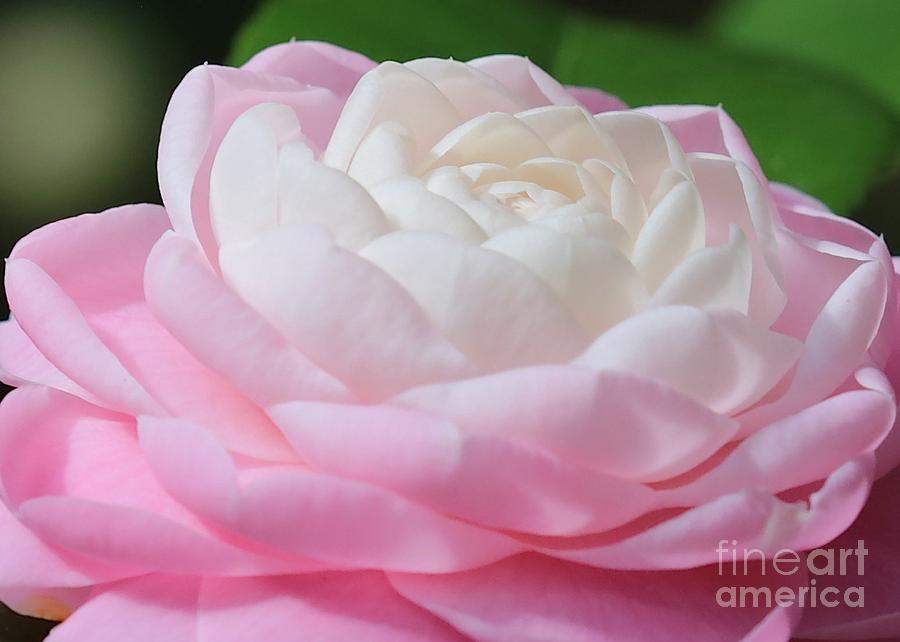Pink and White Camellia Closeup Photograph by Carol Groenen
