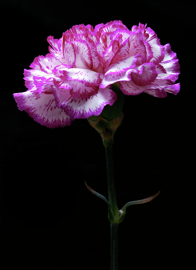 Pink and White Carnation. Photograph by Terence Davis