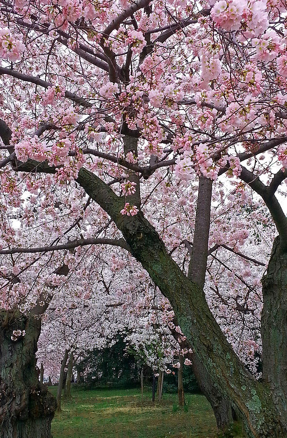 Pink And White Cherry Blossoms Photograph by Emmy Marie Vickers