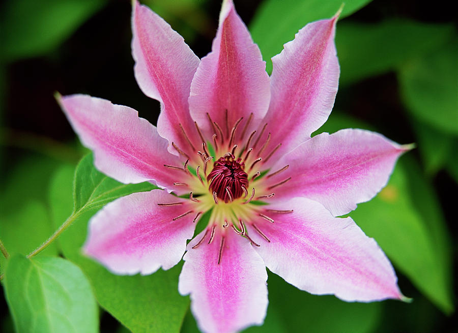 Flower Photograph - Pink and White Clematis by Jim Benest