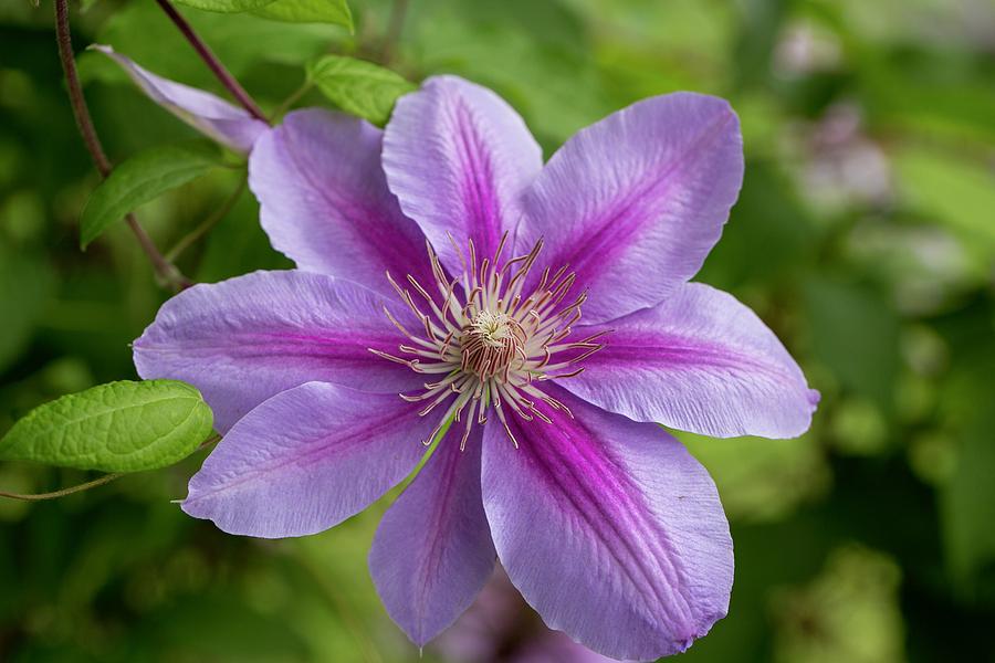 Pink and White Clematis Photograph by Lynn Hopwood