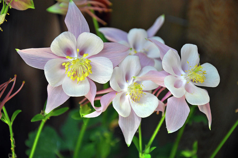 Flower Photograph - Pink and white columbine flowers by Ingrid Perlstrom