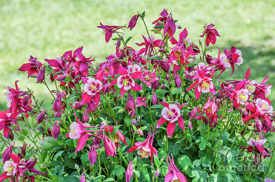 Pink and White Columbine Photograph by Sue Smith