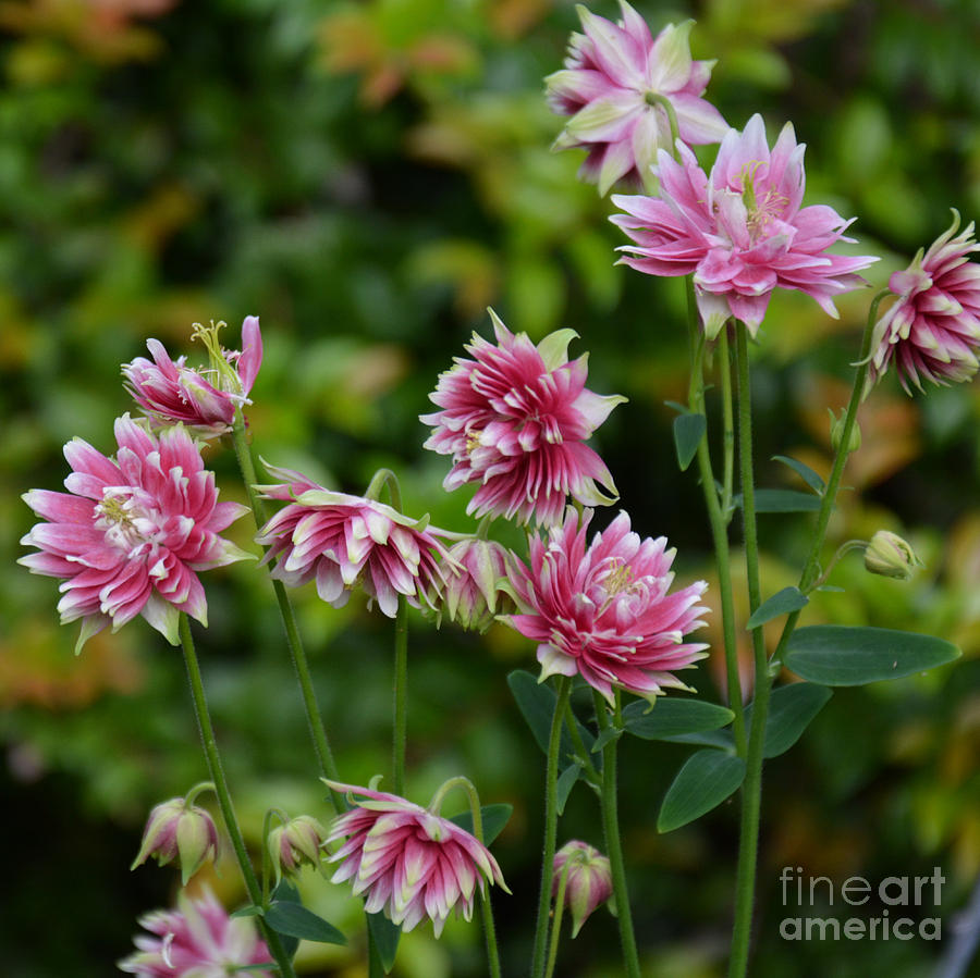 Pink and White Columbines Photograph by Tatyana Searcy