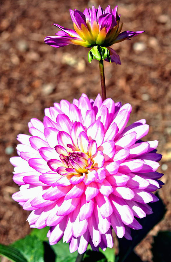 Pink and White Dahlia Flowers Photograph by Amy McDaniel