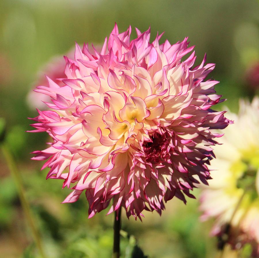 Pink And White Dahlia Photograph by Karen Silvestri