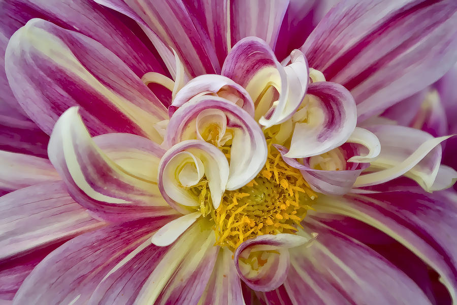 Pink and White Dahlia  Photograph by Ken Barrett